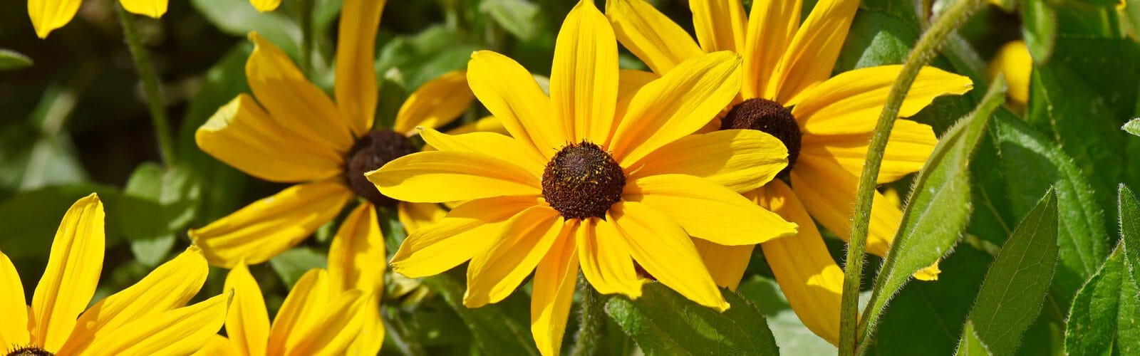Black Eyed Susan (2024) post thumbnail